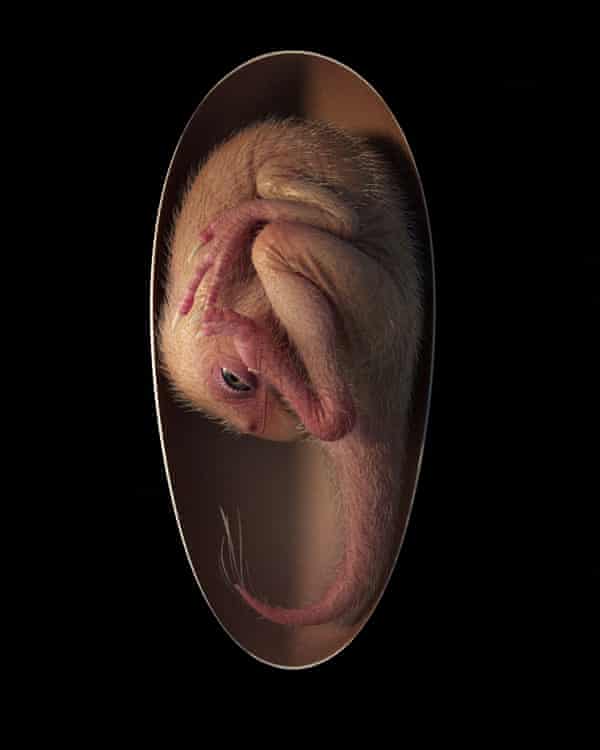 Иллюстрация, показывающая эмбрион овирапторозавра, близкий к вылуплению, на основе нового образца, найденного на юге Китая.