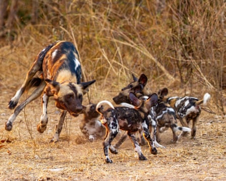 Members of an African wild dog pack greet pups.