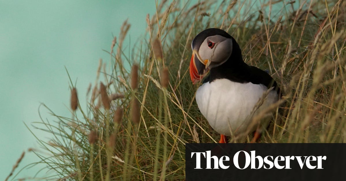 10 of the best UK birdwatching breaks
