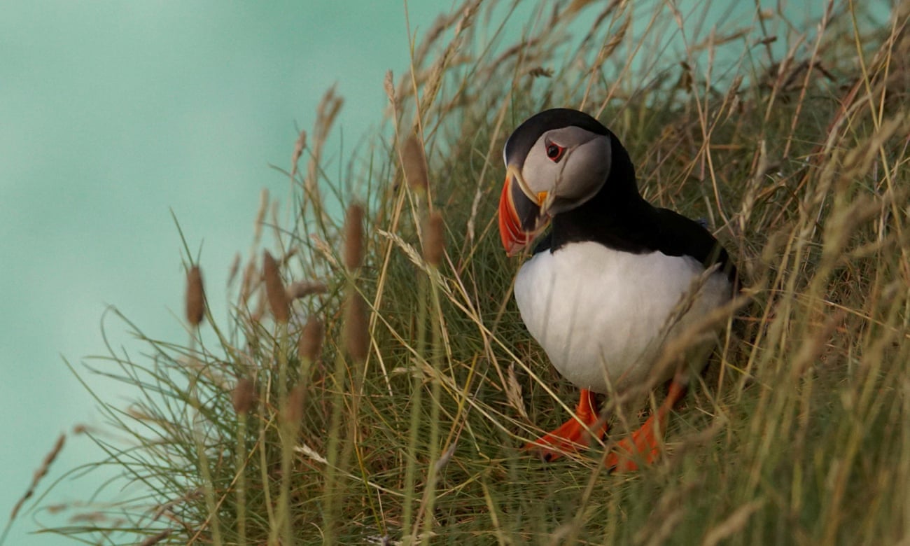 Puffins at a nest site on a cliff edge on Rathlin Island, County Antrim.