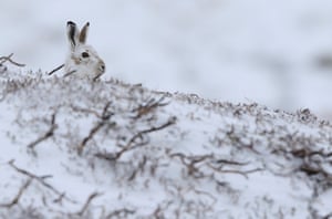 A mountain hare