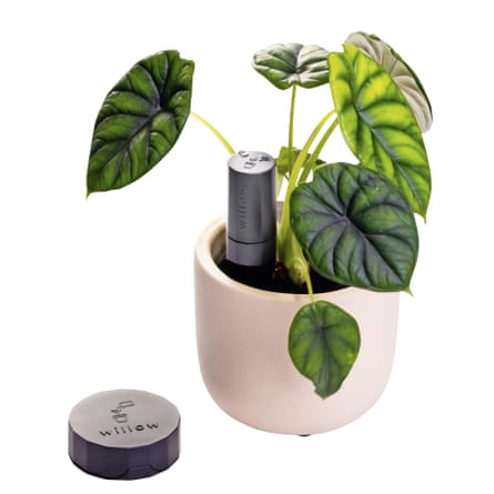Potted plant with small black cylinder in the soil and matching round sensor next to the pot