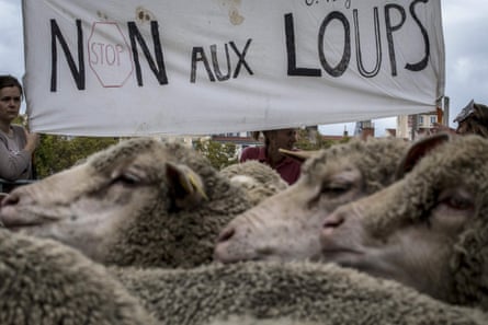 French breeders hold a banner reading “no to wolves” as they demonstrate in Lyon to draw attention to rising wolf attacks on sheep herds