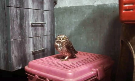 A rescued owl