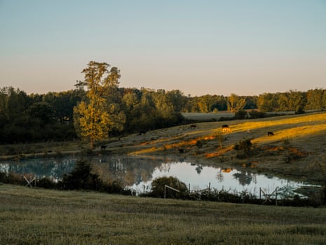 Cattle graze near the pond on John Boyd Jr’s farm just after sunrise in Baskerville, Virginia.