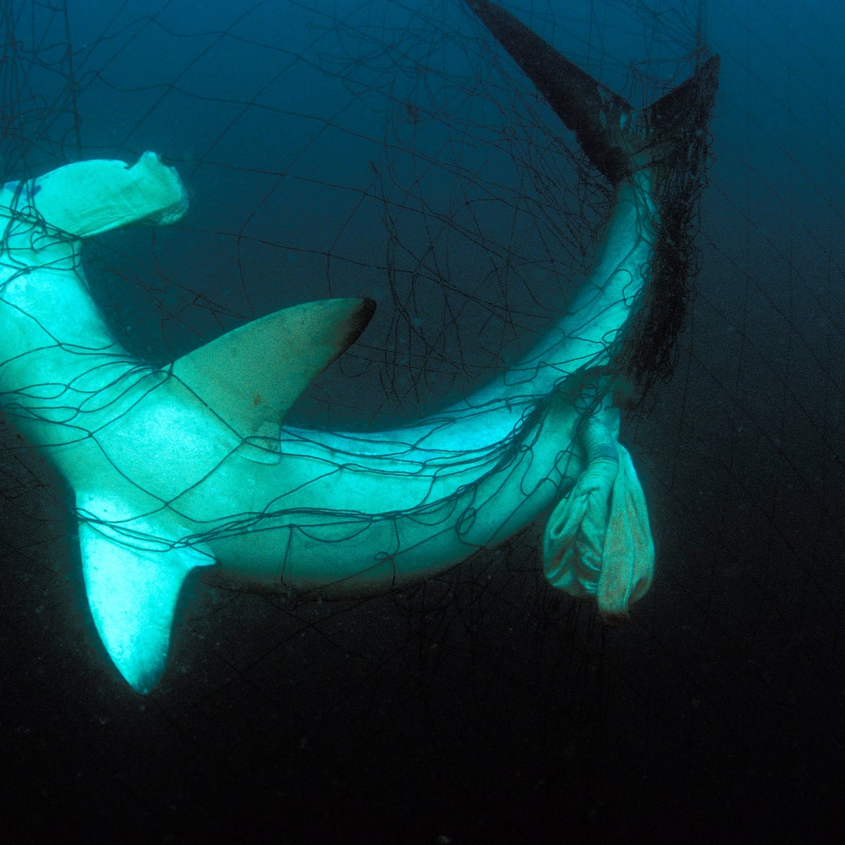 Walls of death': surge in illegal drift nets threatens endangered species, Fishing