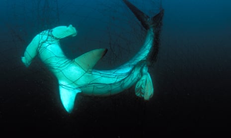 Hammerhead shark caught in driftnet