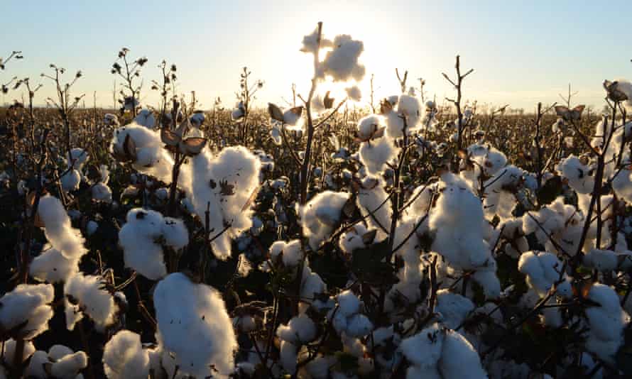 There are more Chinese buyers for Australian cotton after tariffs were placed on US produce