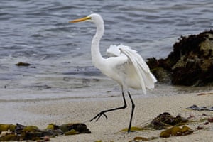 A snowy white egret gets ready for take off from the shoreline