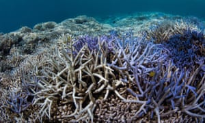 Bleached and fluorescing acropora, or “staghorn” coral, around Okinawa, Japan in September 2016.