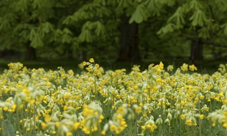 A field of yellow cowslip flowers.