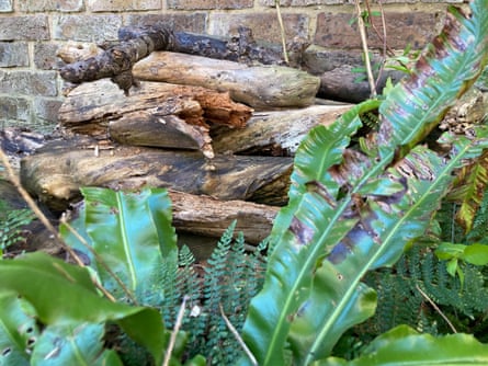 One of Kate’s log piles in her garden.