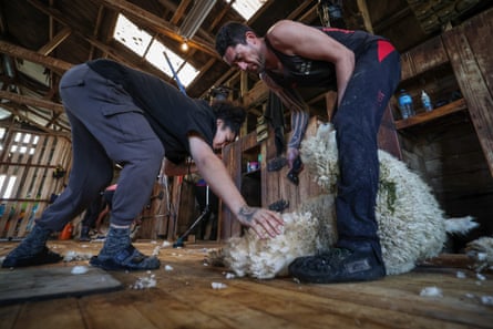A sheep being shorn in Kaiwaka
