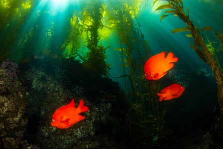 Garibaldi fish, California