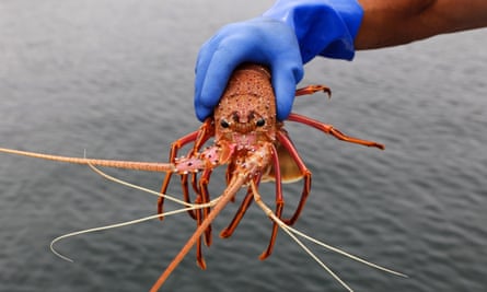 A live western rock lobster in Fremantle in Western Australia