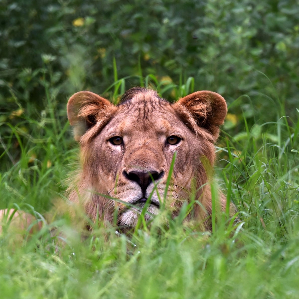Lion kills man who climbed into enclosure at zoo in Ghana | Ghana | The  Guardian