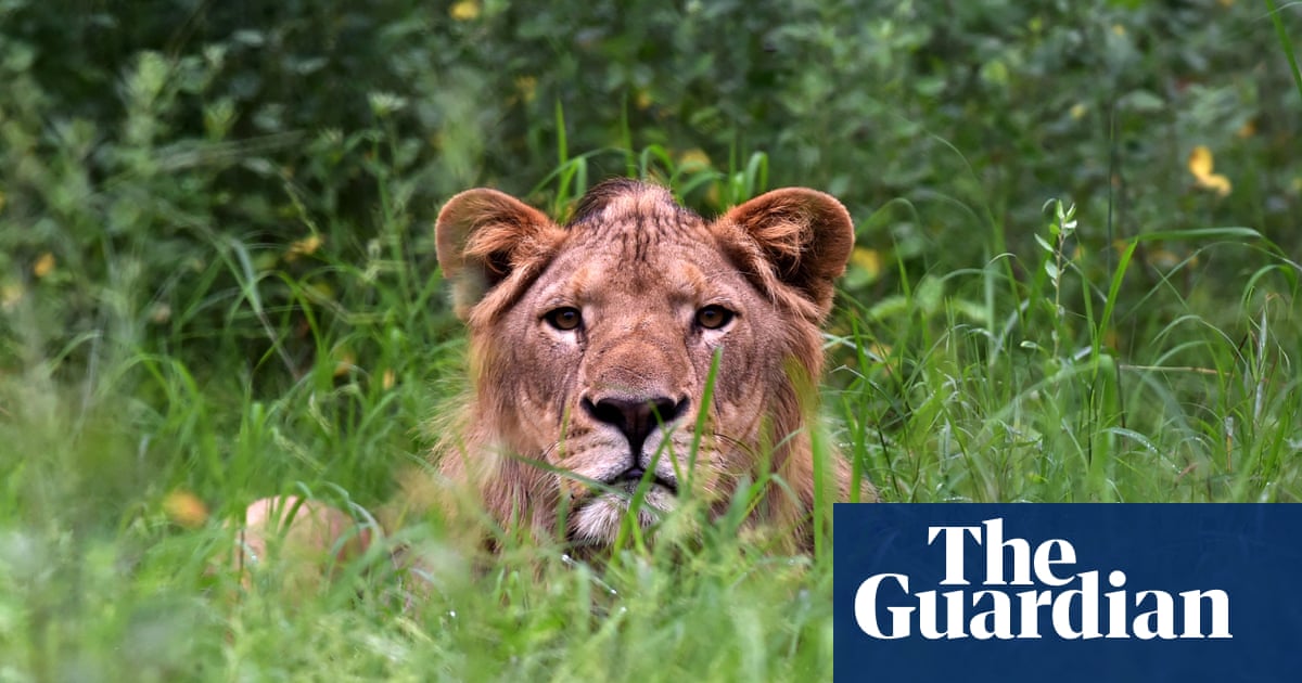 lion-kills-man-who-climbed-into-enclosure-at-zoo-in-ghana