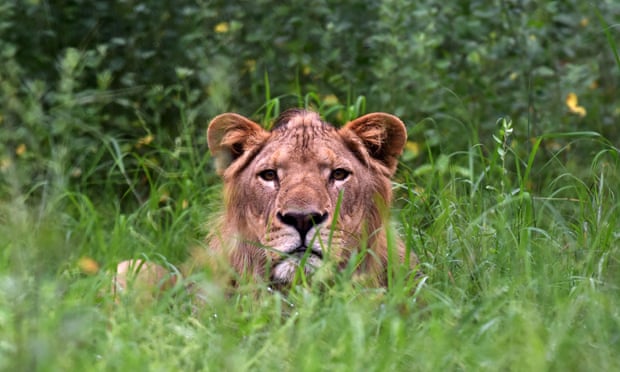 A lion in long grass