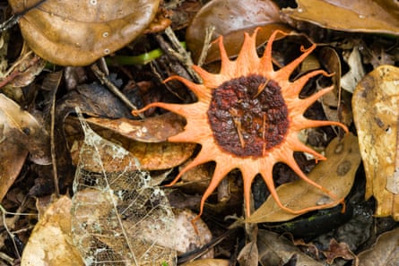 A small fungus with an orange body that looks like a drawing of the sun