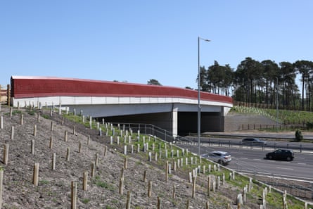 A slope by an eight-lane highway with plastic sleeves to protect newly planted trees