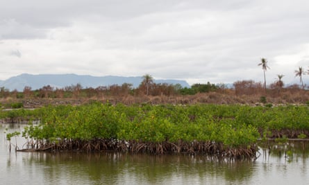Mangroves seen in the area around Denarau.
