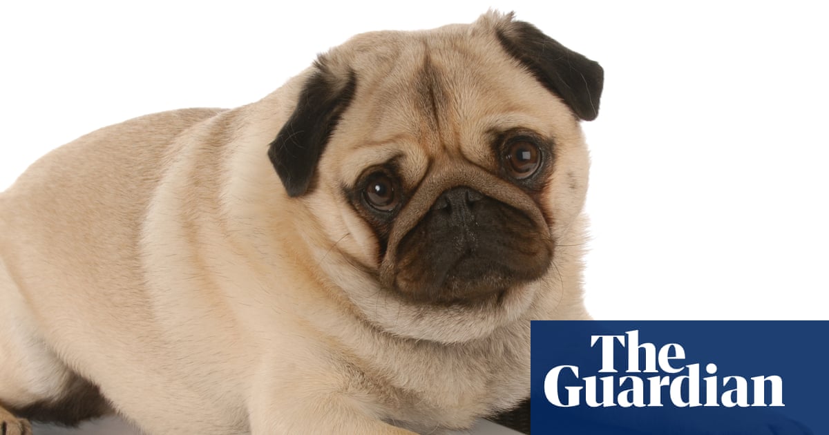 Ozempets: will weight-loss jabs for cats and dogs make them miserable?