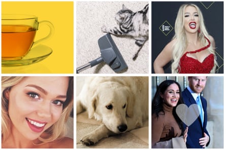 The strange world of influencers: (clockwise from top left) detox tea, a cat advertising a vacuum cleaner, Tana Mongeau, Essena O’Neill, a dog (also advertising a vacuum cleaner) and Harry and Meghan.
