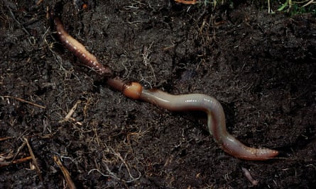 Earthworms break down organic matter as they feed and burrow, passing it on to other organisms.