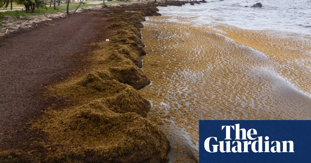Caribbean beaches blighted by record masses of stinking seaweed