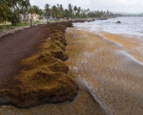Sargassum seaweed covering Caribbean beach
