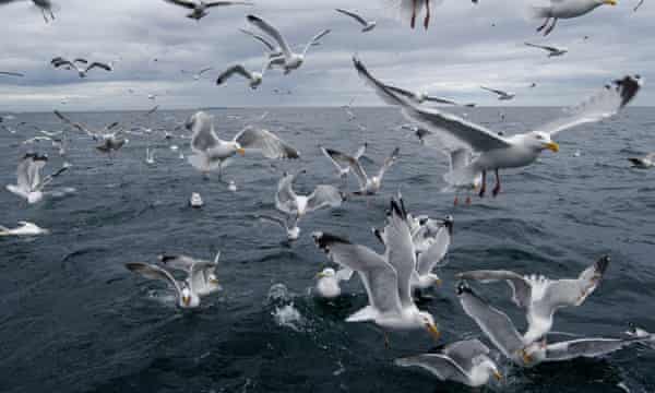 It Carried Our Dog Away Are The Uk S Seagulls Getting More