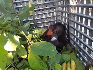 Damai, a former pet, who arrived at the Forest School this month.