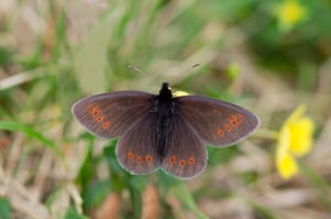 Undated handout photo issued by Butterfly Conservation of a mountain ringlet butterfly as visitors to the Lake District are being asked to look out for England’s only mountain butterfly to help scientists protect the rare species. The mountain ringlet, a small brown butterfly with orange wing spots, lives exclusively on mountains and is more commonly found in Scotland than in England, where conservationists say it is so hard to find that they have yet to discover whether numbers are going up or down.