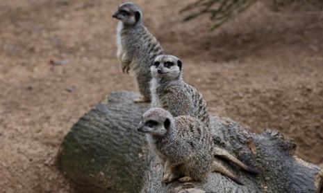 Meerkats seen during the annual stocktake at ZSL London Zoo. 