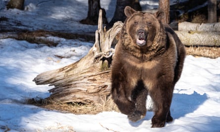 Some groups are looking for ways to coexist with bears, and promoting nonlethal methods to ‘keep those rascals out”.