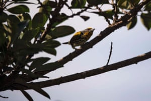 A gilded barbet