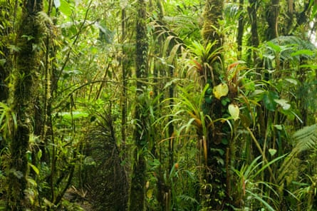 Dense jungle