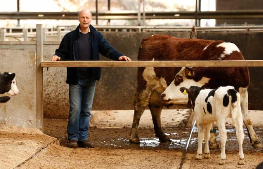 David Finlay of Cream o’ Galloway at Rainton Farm; the male calves here stay with their mother.