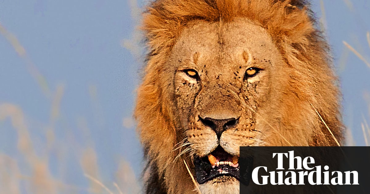 British wildlife park owner mauled by lion in South Africa | World news | The Guardian