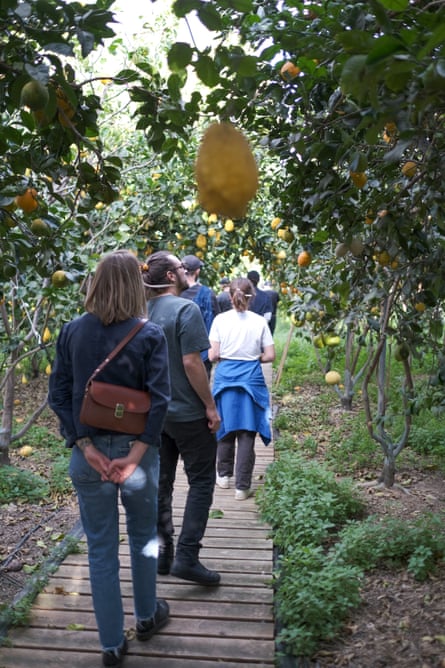 A group of people walking through a lemon grove