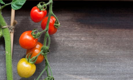 Cooking with tomatoes? Use the vine, too