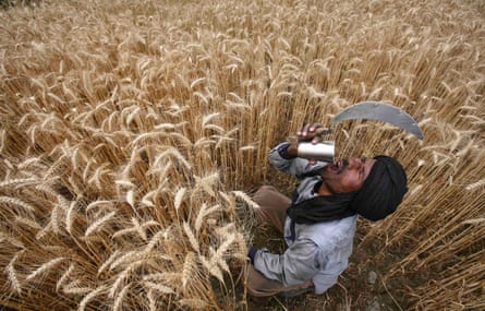 A labourer drinks water while harvesting wheat in a field in Jhanpur village, in Punjab state