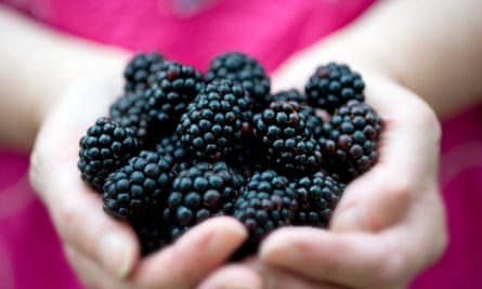 Freshly collected blackberries … the possibilities are endless.