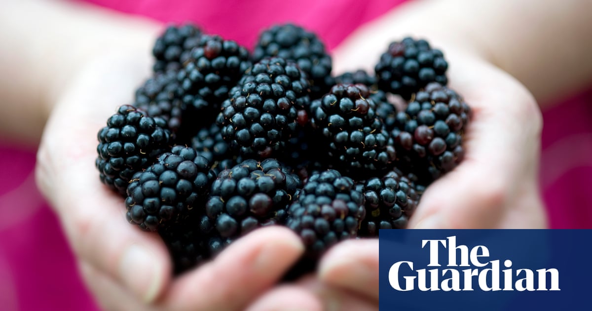 ‘They’re huge this year’: UK fruit pickers hail bumper blackberry crop - The Guardian