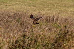 A western marsh harrier hunting prey over a reed bed in Norfolk, UK