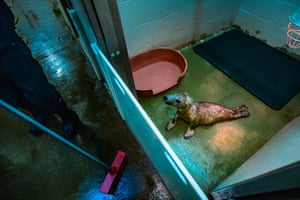 A grey seal pup in rehabilitation at RSPCA West Hatch in Devon