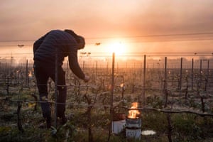 Le Landreau, FranceA man checks vine buds during the burning of anti-frost candles in the Luneau-Papin wine vineyard