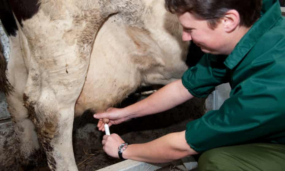 A vet administers an antibiotic tube to prevent mastitis in dairy cattle