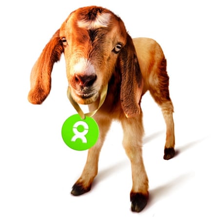 Goat with green Oxfam tag hanging from neck