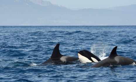 Orcas swimming in the strait of Gibraltar.